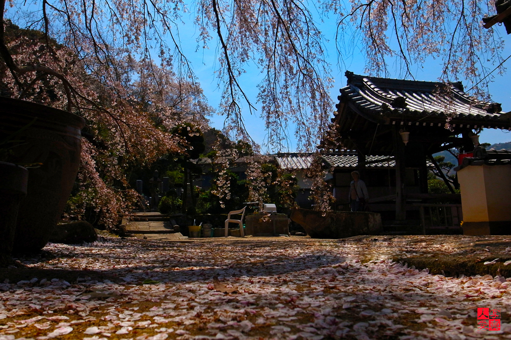 地福寺のしだれ桜