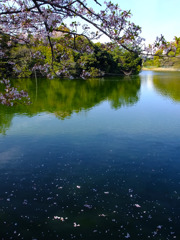 桜筏