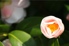 開花寸前
