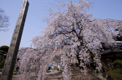 枝垂桜