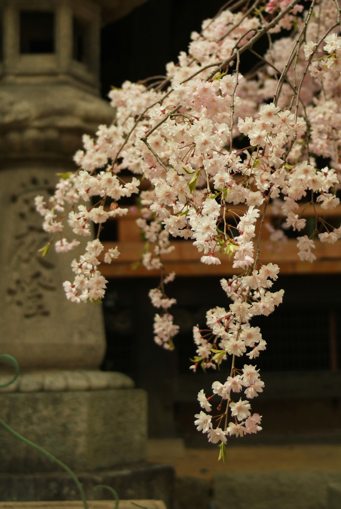 八重桜