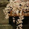 八重桜