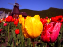 Spring＊