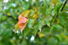 1-DSC_0825
