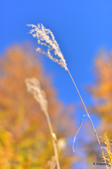 15-DSC_9898