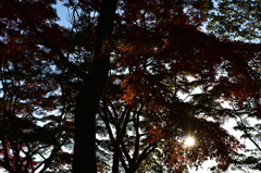 22-DSC_0937