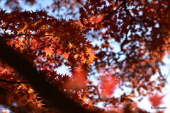 07-DSC_0886