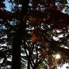 太陽と紅葉