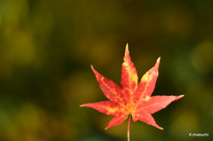18-DSC_0931