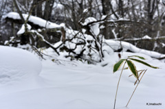 17-DSC_1146