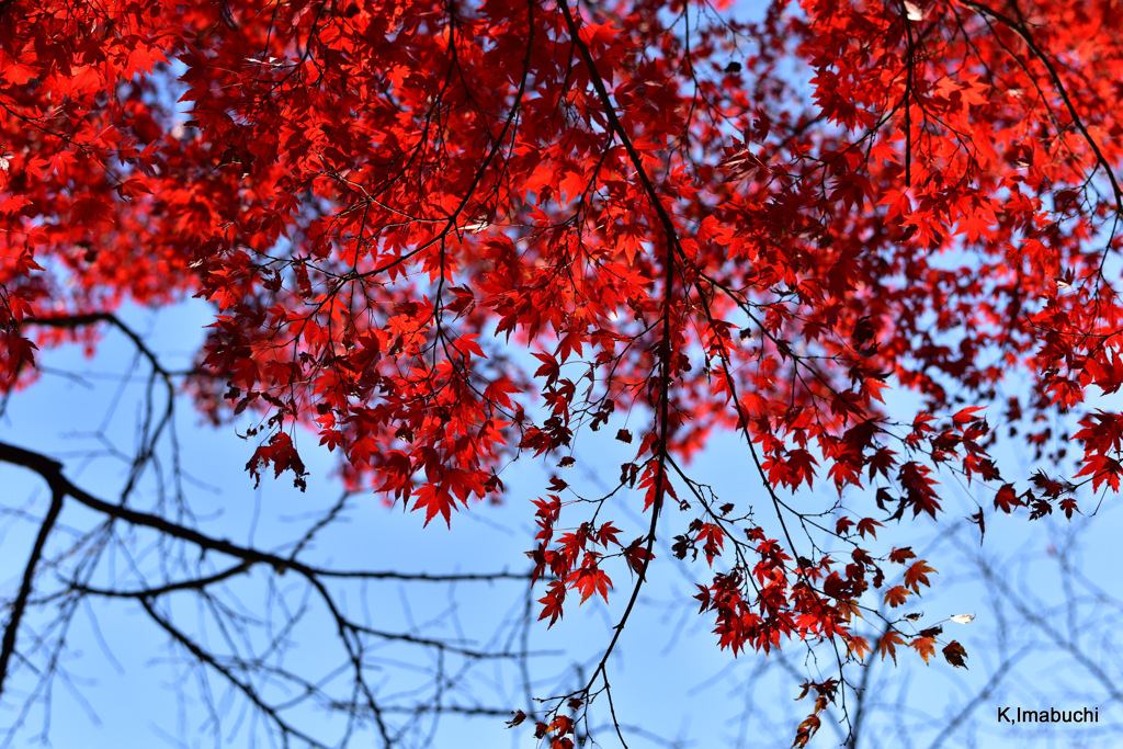 14-DSC_0916