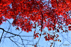 14-DSC_0916