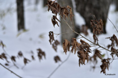 15-DSC_1141