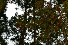 54-DSC_0038