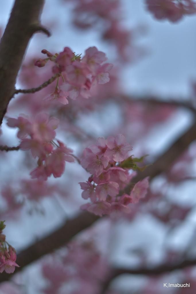 9-DSC_4131