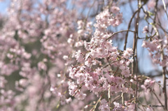 しだれ桜