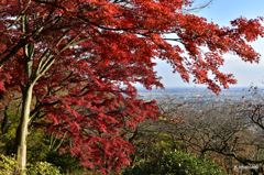 10-DSC_0905