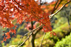 05-DSC_0884