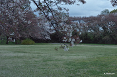 夕暮れのさくら