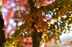 11-DSC_0909