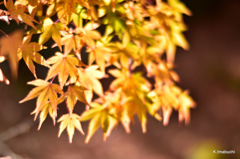 08-DSC_0796