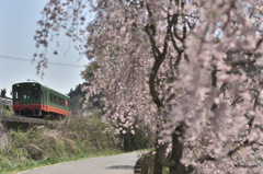 電車とさくら