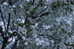 11-DSC_5074