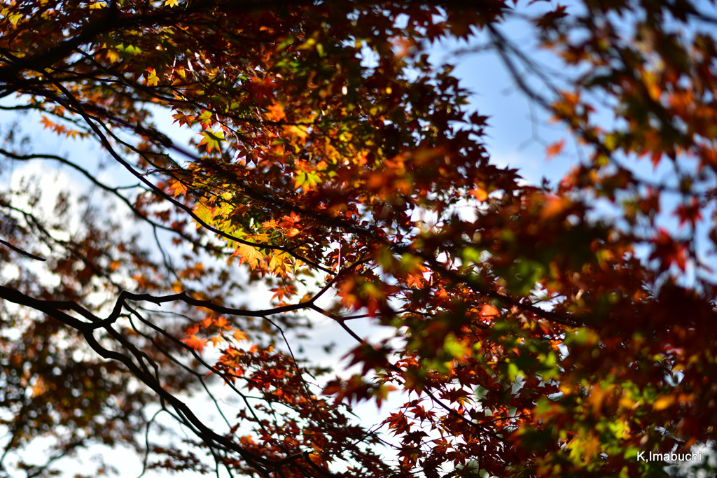 17-DSC_0929
