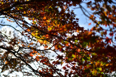 17-DSC_0929