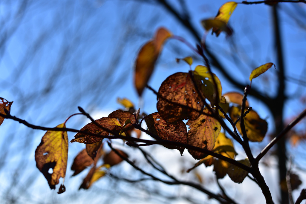 13-DSC_0725