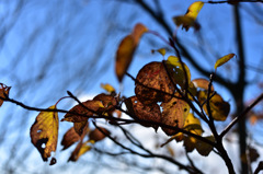 13-DSC_0725