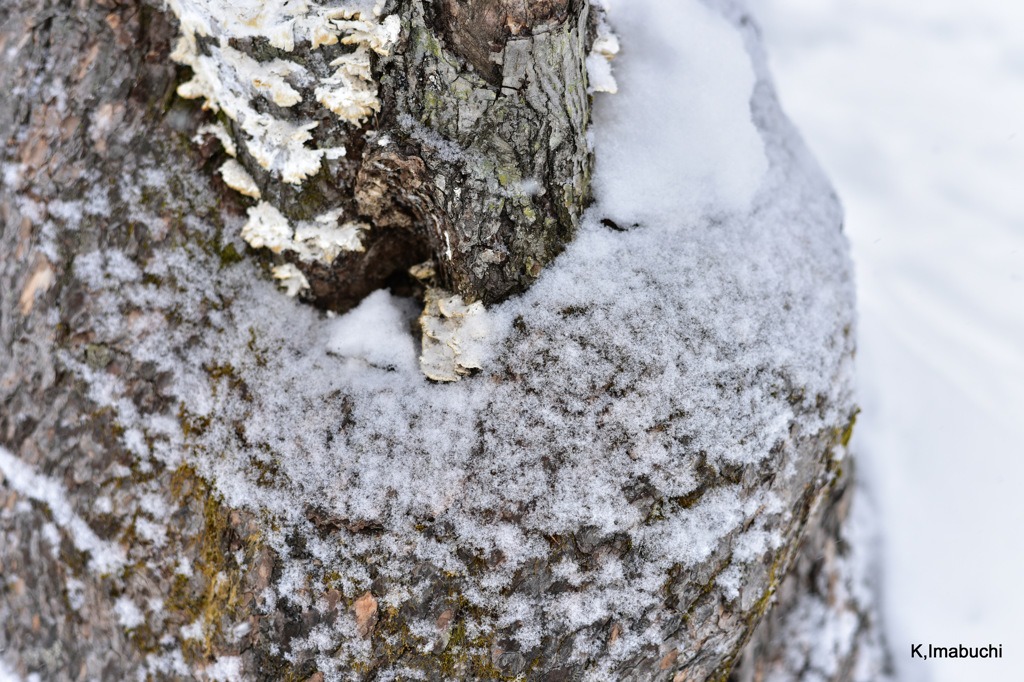35-DSC_2591