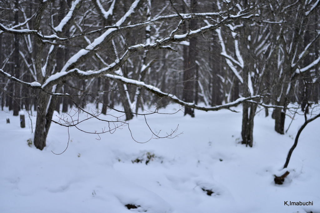 33-DSC_1194
