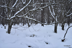 33-DSC_1194