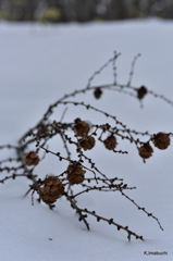 11-DSC_1121