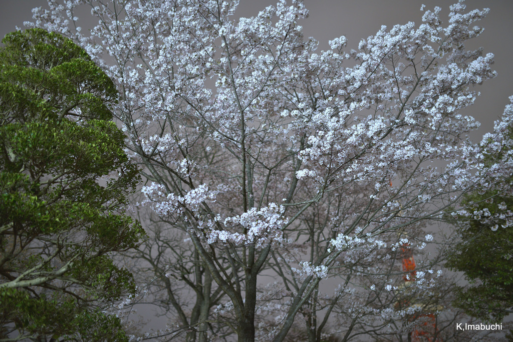 5-DSC_4993