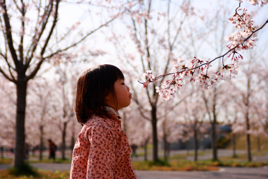 桜が手を差し伸べて