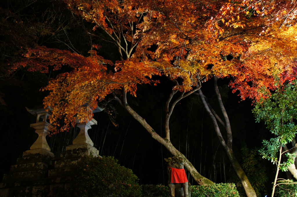 狛犬と紅葉