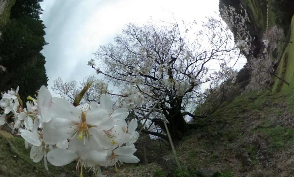 佛隆寺の千年桜