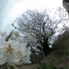 佛隆寺の千年桜