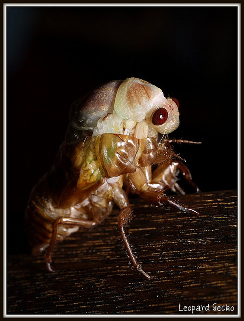Emergence #1