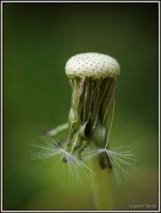 Dandelion #2