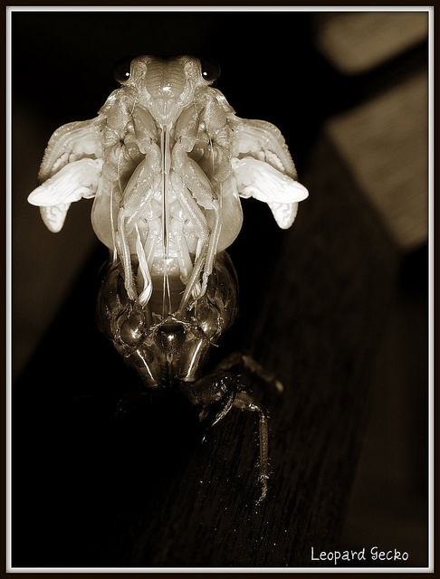 Emergence #2