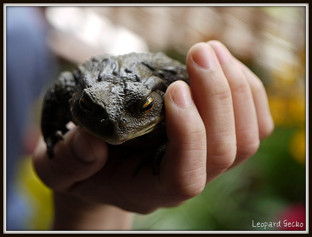 Toad