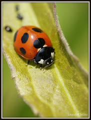 Ladybird