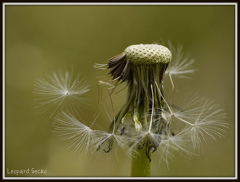 Dandelion