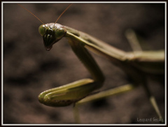 Mantis