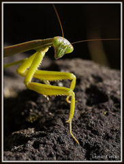 Mantis