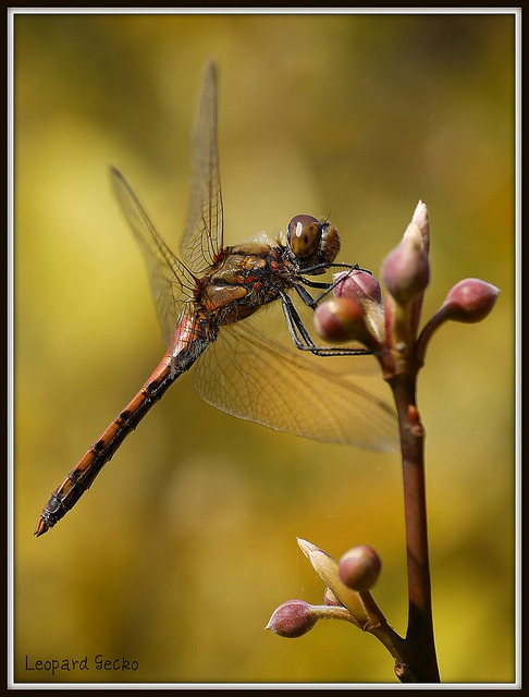 Dragonfly