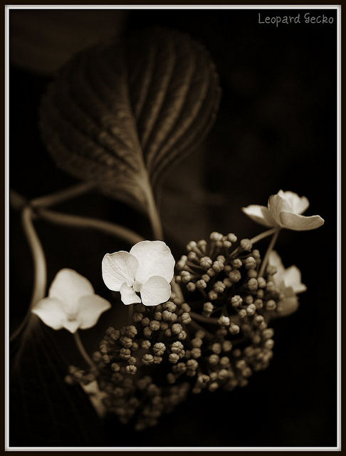 Hydrangea